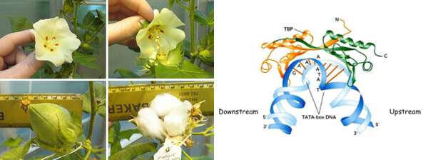 A cotton flower is being used to transport a desired gene to a new cotton plant. Illustration shows the newly created polymer matrix, labeled the TBP, binding a strand of DNA.