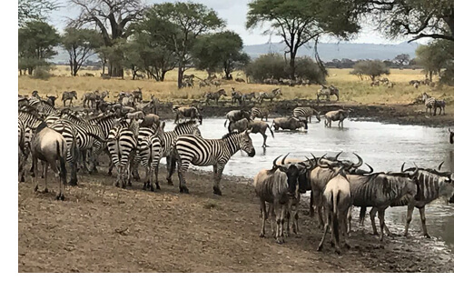 Zebras and gnus at a pond in Africa drinking