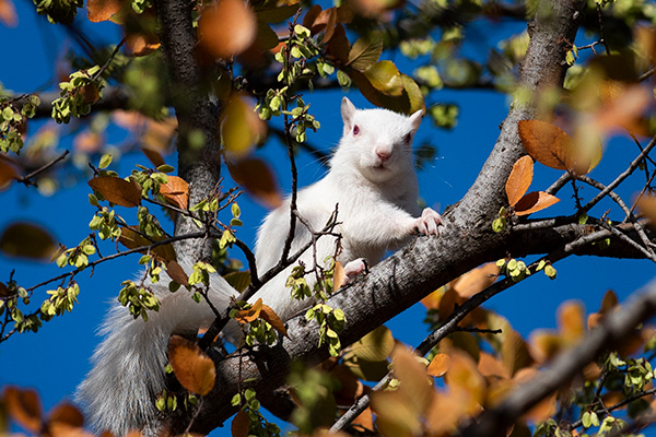 Luck, albino white squirrell