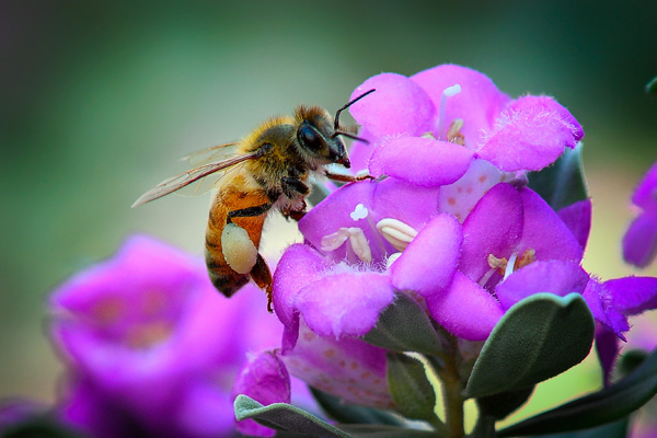 Bee gathers pollen from a flower