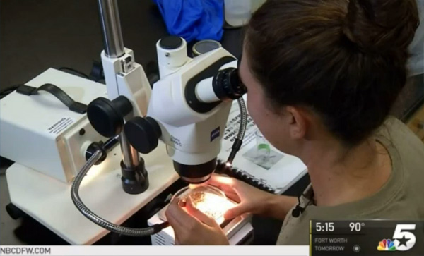 UNT student using a microscope to research west nile and zika viruses